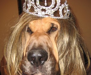 regal hound